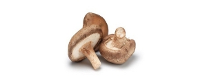 Organic spray dried shiitake mushroom powder bulk Manufacturer