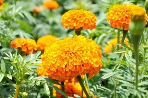 Natural marigold extract powder lutein zeaxanthin bulk supplier