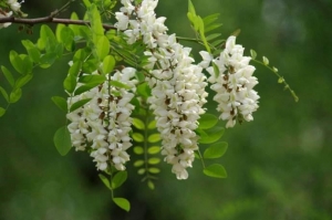 Pharmaceutical grade sophora japonica extract powder supplier