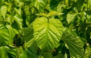 Benefit for blood sugar white mulberry leaf extract DNJ manufacturer
