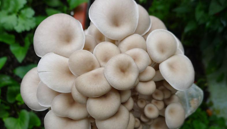 mushroom extract