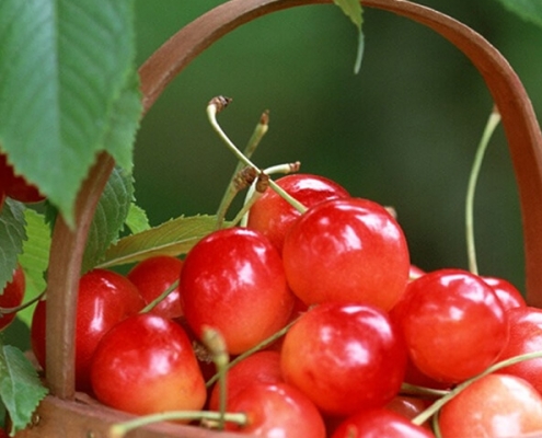 Wholesale organic freeze dried cherry flavour powder manufacturer