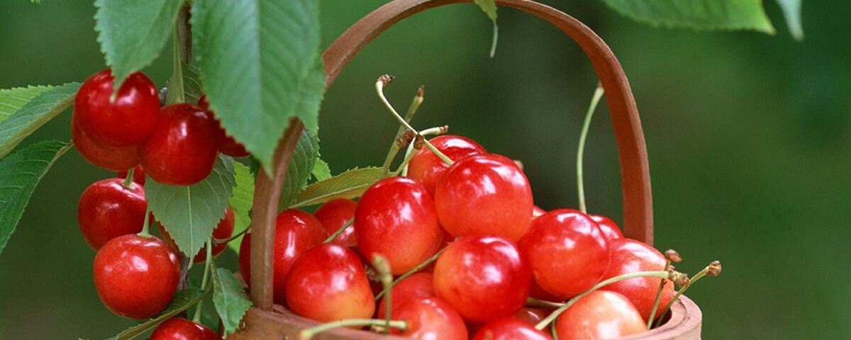 Wholesale organic freeze dried cherry flavour powder manufacturer