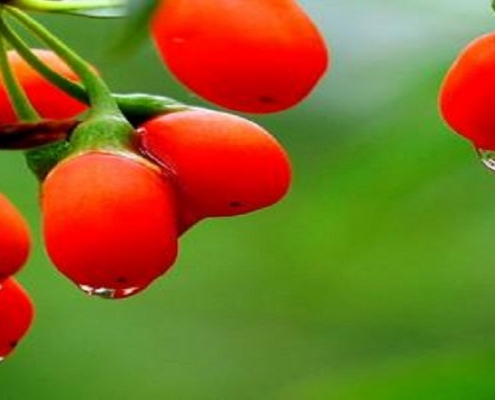 For skin benefit wolfberry standardized extract powder supplier