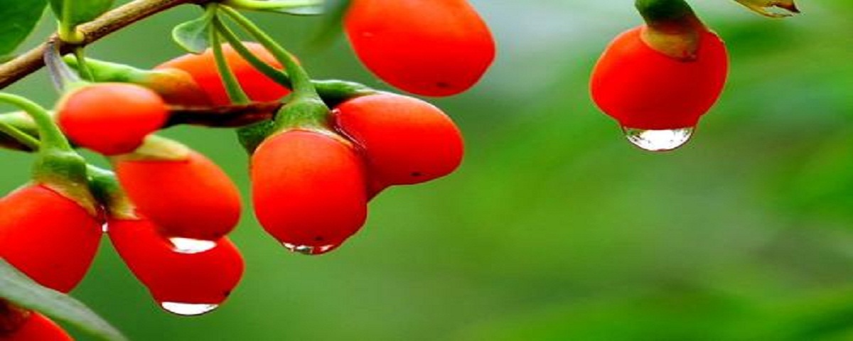 For skin benefit wolfberry standardized extract powder supplier