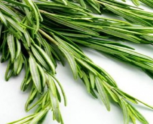 wholesale rosemary extract powder supplement ursolic acid supplier