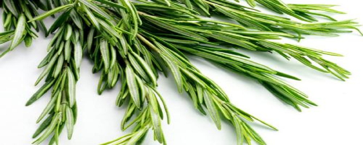 wholesale rosemary extract powder supplement ursolic acid supplier