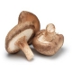 Organic spray dried shiitake mushroom powder bulk Manufacturer