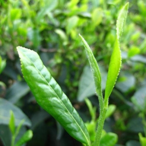 Bulk green tea extract powder tea polyphenol egcg manufacturer