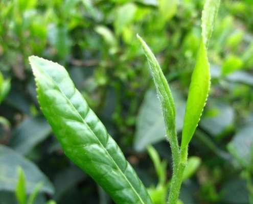 Bulk green tea extract powder tea polyphenol egcg manufacturer