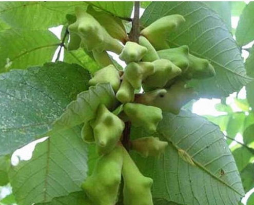 Bulk gallnut extract powder for weight loss supplement supplier