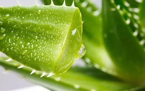 whole leaf aloe vera juice extract powder for cosmetics supplier