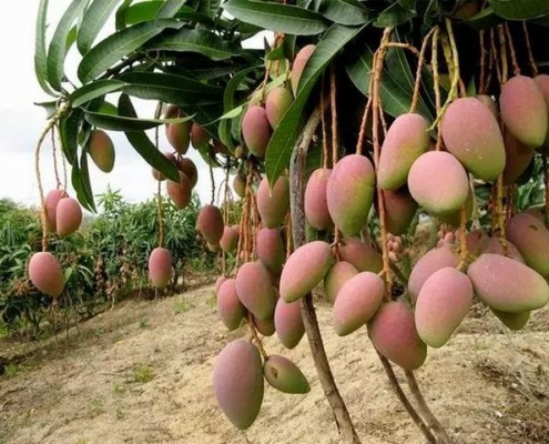 Dried green mango fruit extract bulk raw powder manufacturer Dried green mango fruit extract bulk raw powder manufacturer