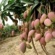 Natural bulk organic mango fruit extract powder manufacturer