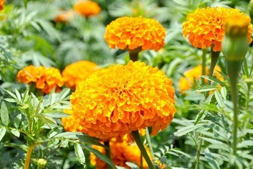 Natural marigold extract powder lutein zeaxanthin bulk supplier