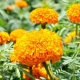 Natural marigold extract powder lutein zeaxanthin bulk supplier