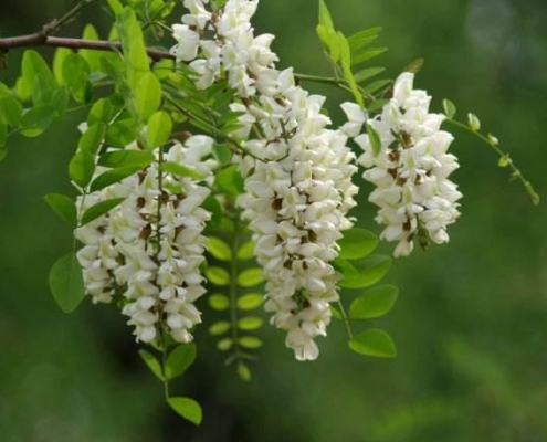 Pharmaceutical grade sophora japonica extract powder supplier