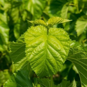 Benefit for blood sugar white mulberry leaf extract DNJ manufacturer