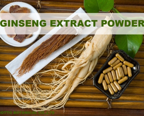 ginseng extract powder