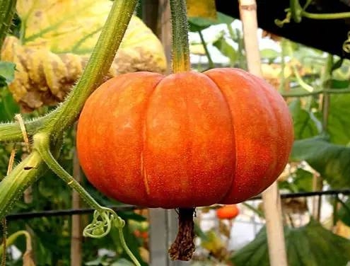 vegan pumpkin seed extract protein bulk powder manufacturer