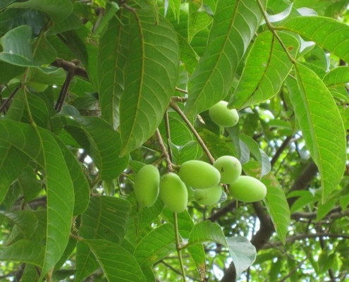 wholesale bulk olive leaf extract oleuropein hydroxytyrosol supplier