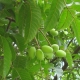 wholesale bulk olive leaf extract oleuropein hydroxytyrosol supplier