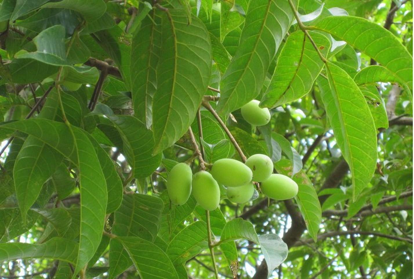 wholesale bulk olive leaf extract oleuropein hydroxytyrosol supplier