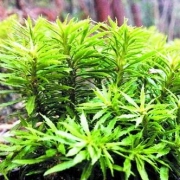 wholesale huperzia serrata extract huperzine A powder manufacturer