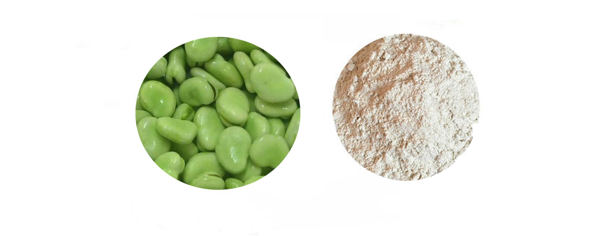 dried broad bean protein extract nutrition powder manufacturer