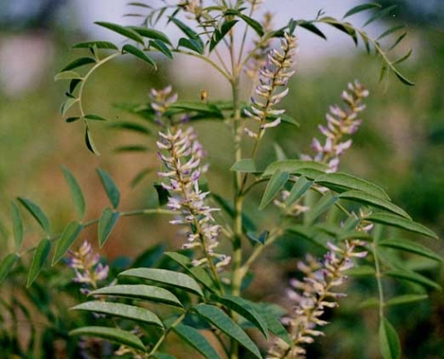Licorice Root extract