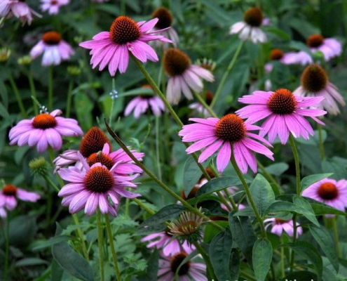 echinacea extract