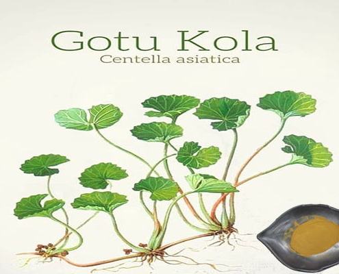 Centella asiatica extract powder