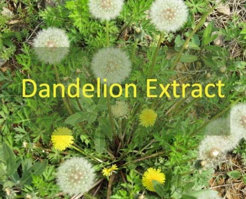 Dandelion Extract