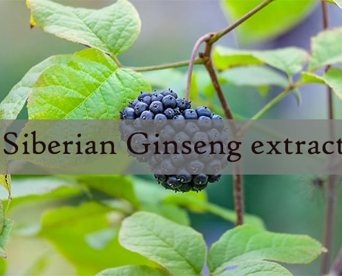 Siberian Ginseng extract