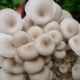 mushroom extract