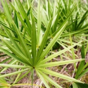 saw palmetto powder