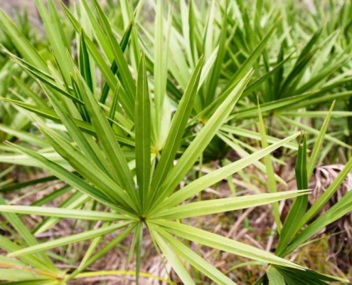 saw palmetto powder
