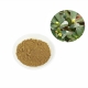 Bulk bacopa monnieri berb extract powder large stock supplier