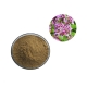 OEM service banaba leaf extract corosolic acid powder manufacturer