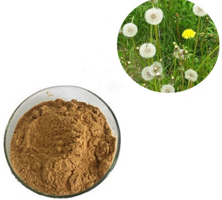 wholesale food grade dandelion root extract powder flavone supplier