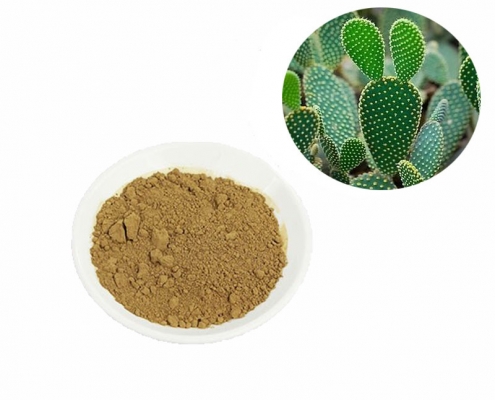 wholesale natural cosmetic grade cactus extract powder manufacturer