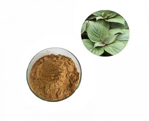 Haccp perilla frutescen leaf extract powder perilla leaf extract manufacturer