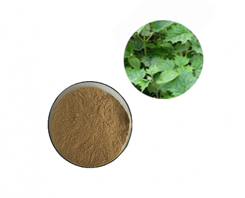 Halal certification bulk stinging nettle leaf extract silicon manufacturer