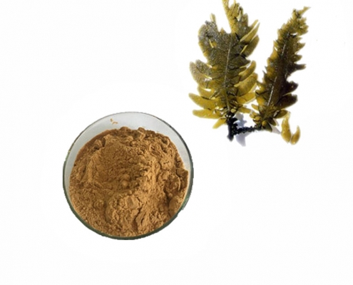 natural wakame extract undaria pinnatifida extract powder manufacturer