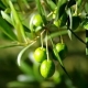 olive leaf extract