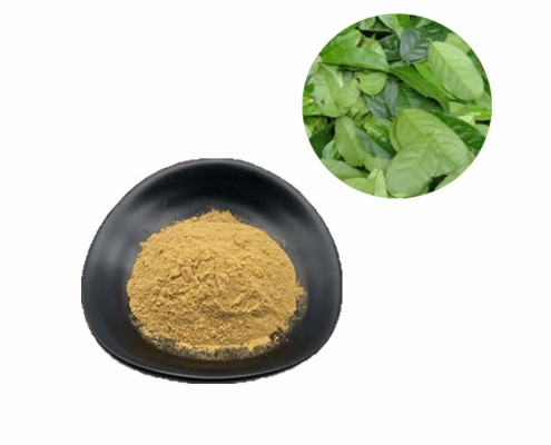 Wholesale bulk natural health benefits guayusa leaf extract powder manufacturer