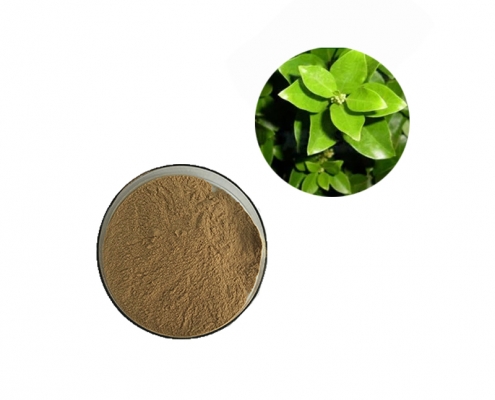 bulk food grade gymnema sylvestre leaf extract powder ymnemic acid supplier