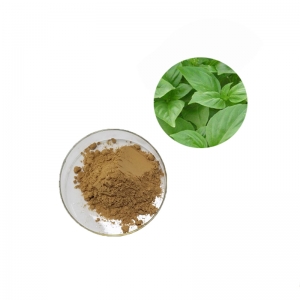 bulk pure natrual dried holy basil leaf extract powder ursolic acid manufacturer