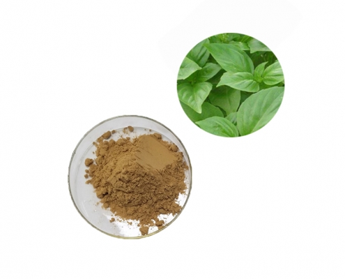bulk pure natrual dried holy basil leaf extract powder ursolic acid manufacturer