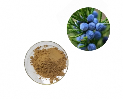 health care supplements Juniperus communis powder juniper berry extract supplier